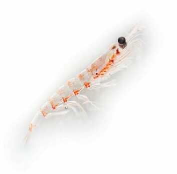 El krill es una de las biomasas más grandes de nuestro planeta. 