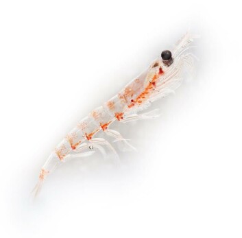 El krill es una de las biomasas más grandes de nuestro planeta. El krill es una de las biomasas más grandes de nuestro planeta.