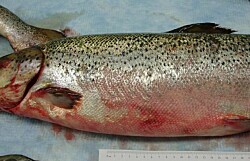 “Tijera genética” acorta la espera para salmón resistente a ISA