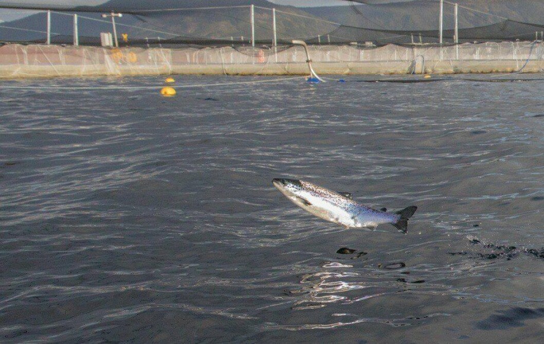 El proyecto de Salmones Antártica pretende aumentar la biomasa del centro de cultivo Caguache. Foto: Archivo Salmonexpert. El proyecto de Salmones Antártica pretende aumentar la biomasa del centro de cultivo Caguache. Foto: Archivo Salmonexpert.