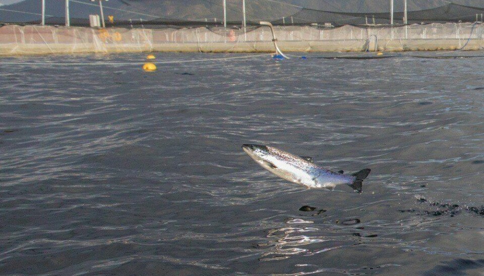 La biomasa de salmón más alta de todos los tiempos