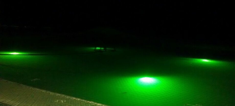 Tamaño y fotoperiodo: descubren interacción que reduce maduración precoz en salmón