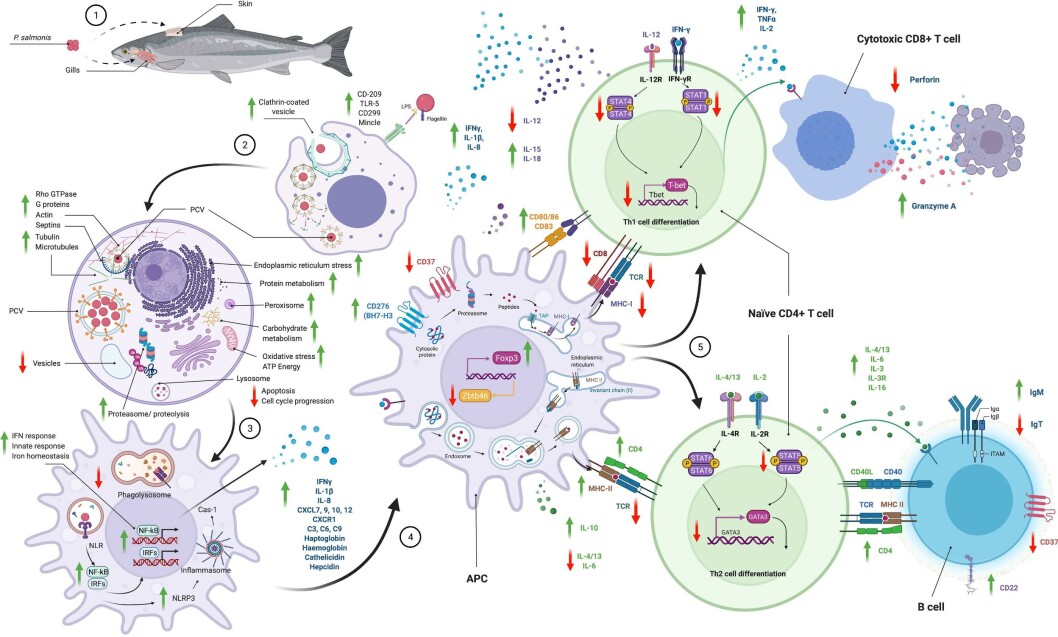 Resumen esquemático de las vías utilizadas por P. salmonis para ingresar a la célula y las respuestas inmunes moduladas a través de la infección. Fuente: Rozas, 2022. Resumen esquemático de las vías utilizadas por P. salmonis para ingresar a la célula y las respuestas inmunes moduladas a través de la infección. Fuente: Rozas, 2022.