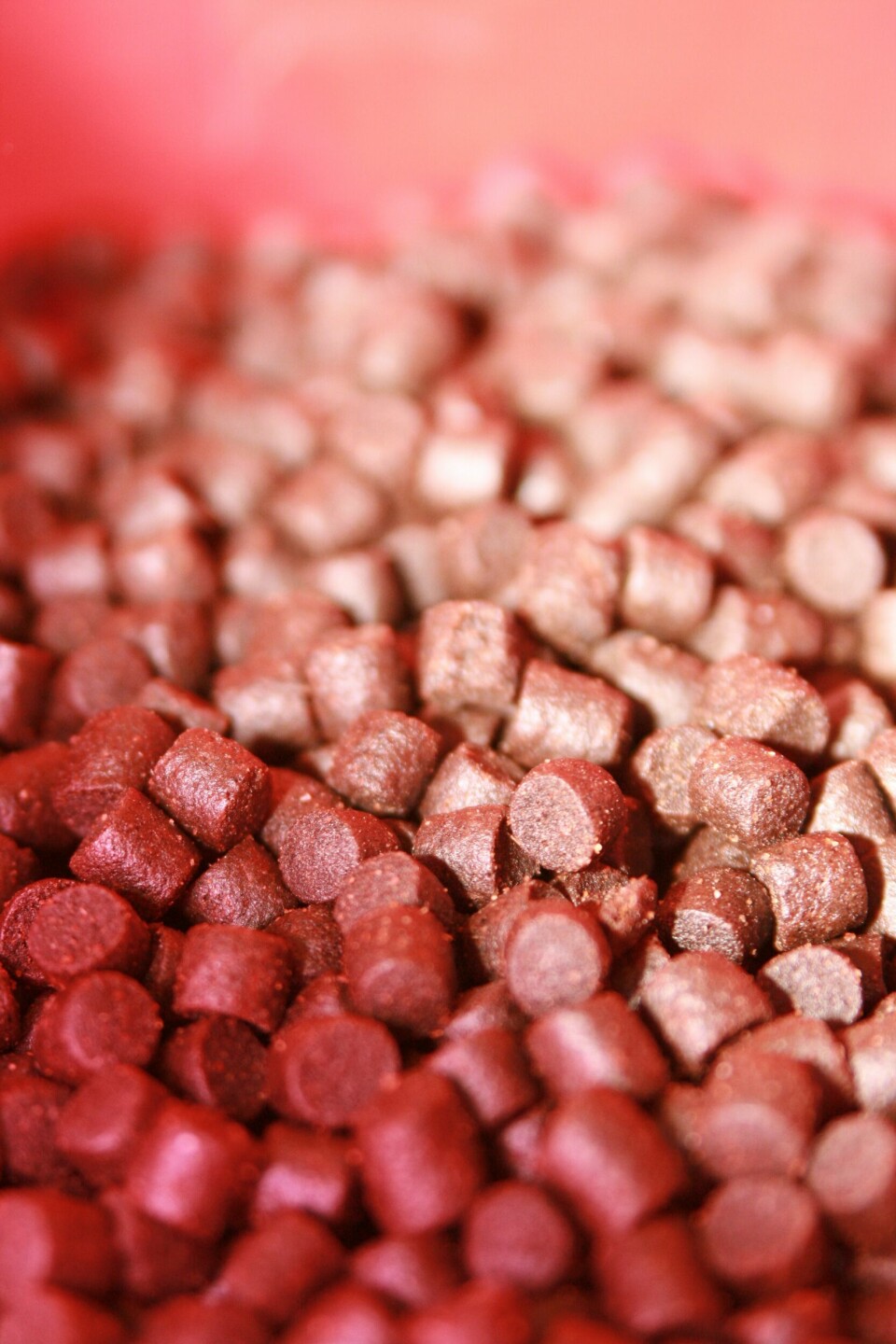 Imagen referencial de pellets. Foto: Archivo Salmonexpert.