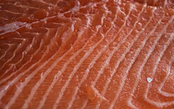 “Las exportaciones de salmón desde Los Lagos han permitido buenos niveles de empleo