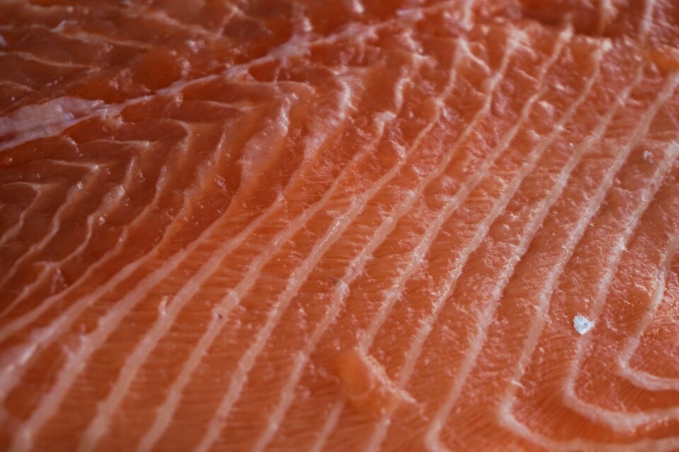 Las exportaciones de salmón desde Los Lagos llegaron principalmente a América del Norte, con 41,7% de participación. Foto: Pixabay.