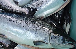 Invermar: Aumento de 116% en producción de salmónidos impulsa ventas