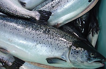 Los Lagos: aumenta volumen de salmón enviado a China y Rusia