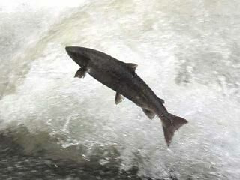 Estudio determinó que salmones nacen con un “mapa magnético”