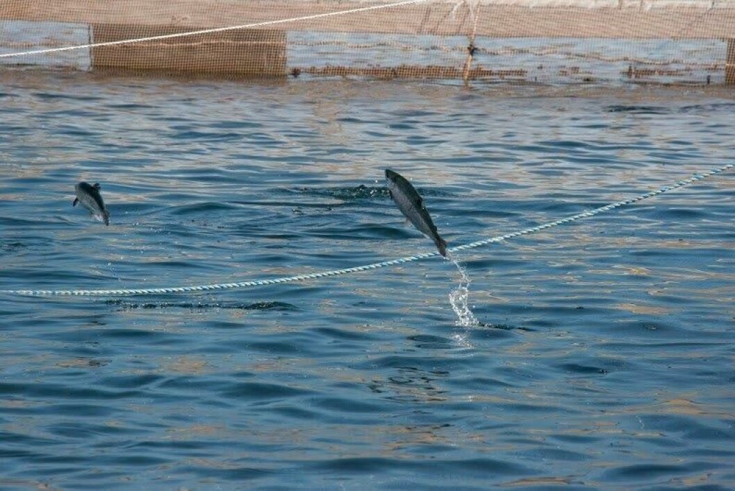Foto: Salmonexpert. Foto: Salmonexpert.