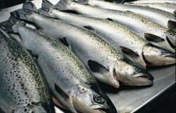 Cosechas de salmónidos disminuyeron 20,4% a septiembre