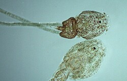 Microorganismos asociados a Caligus podrían ser patógenos para el pez