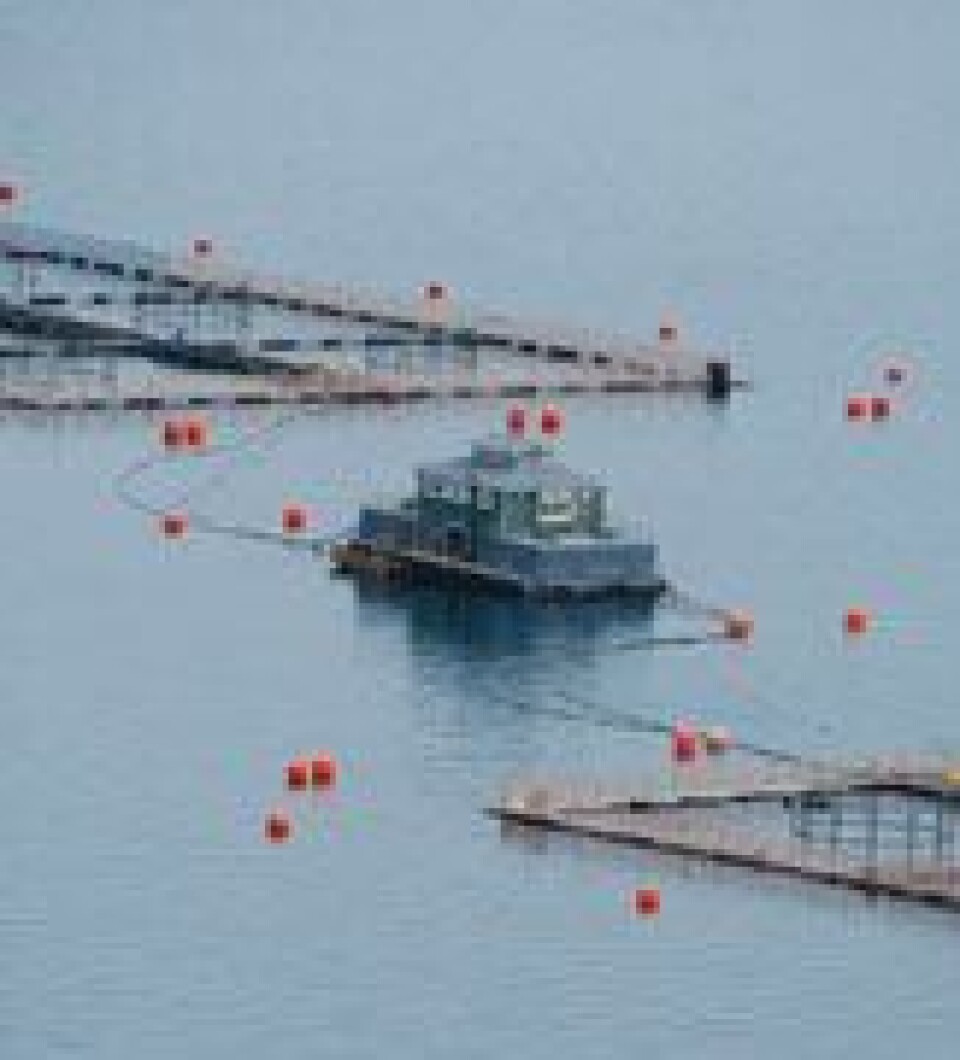 Salmones Antártica y Tecnovax firman acuerdo para desarrollar vacuna contra SRS