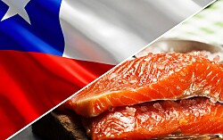 Precio del salmón chileno sobrepasa nuevamente los US$5 la libra