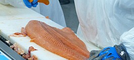 2017: Cosechas de salmón Atlántico aumentan 15,2% en comparación a 2016