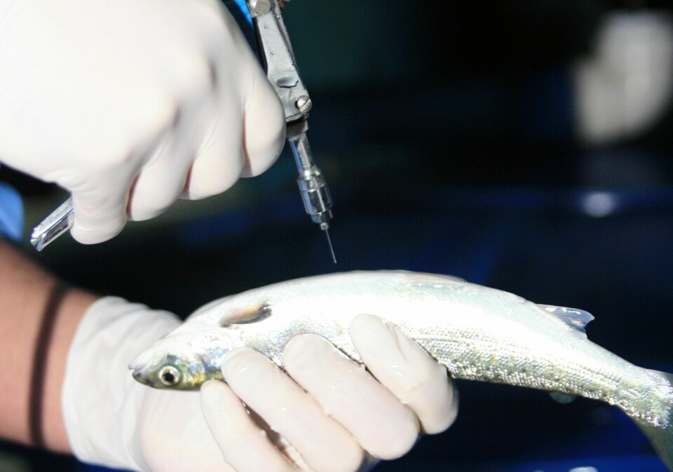 Foto referencial de vacuna para pez. Imagen: Archivo Salmonexpert.