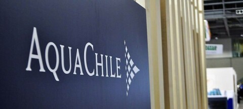 La mayor salmonicultora de Chile revela un crecimiento significativo de sus resultados