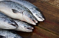 2021: Menores pesos de cosecha impactan productividad de salmón Atlántico