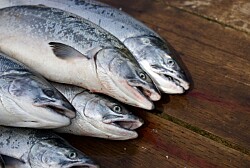 2021: Menores pesos de cosecha impactan productividad de salmón Atlántico