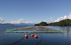 25 centros de salmón chileno están en proceso de certificación ASC