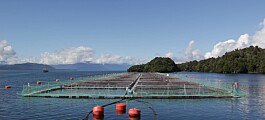 25 centros de salmón chileno están en proceso de certificación ASC