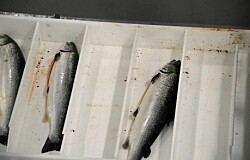 460 toneladas de salmón mueren tras vertimiento de cloro en planta de proceso