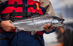 4T: Productor de salmón chileno deja atrás efecto FAN y eleva 63% ingresos