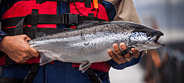 Nuevas y crecientes previsiones para producción de salmón chileno hasta 2024