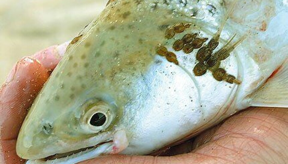 Chilenos descubren que salmones responden distinto al piojo de mar en otoño y primavera