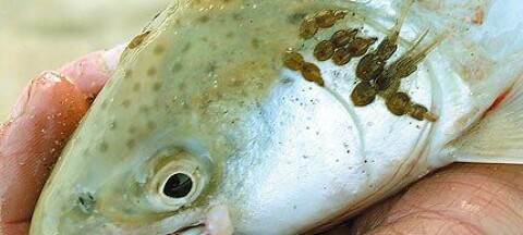 Chilenos descubren que salmones responden distinto al piojo de mar en otoño y primavera