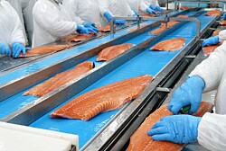 A noviembre: salmonicultura significó el 85,4% de los envíos totales en Los Lagos