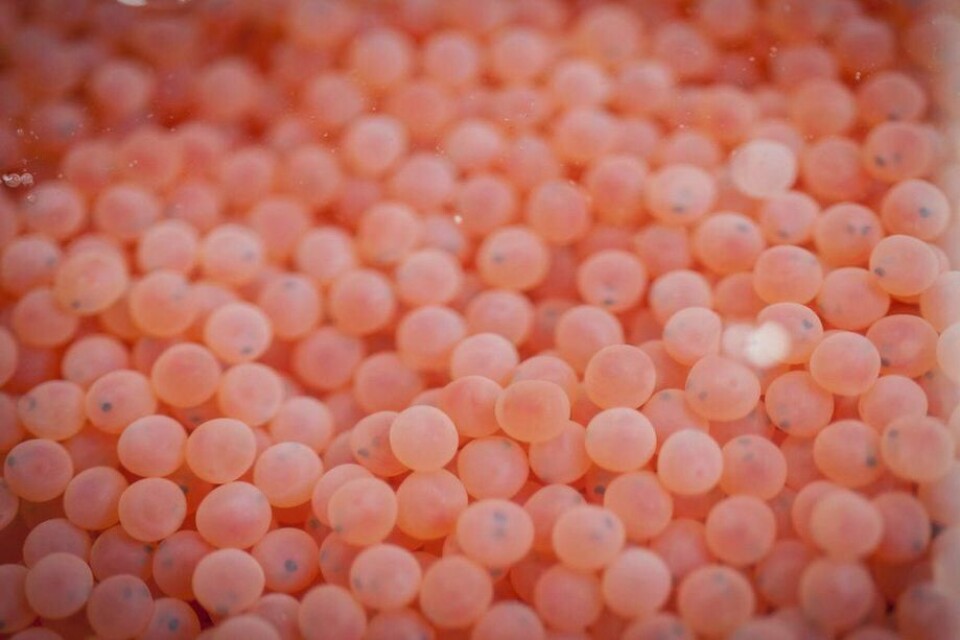 Imagen referencial de ovas de salmón. Foto: Archivo Salmonexpert.