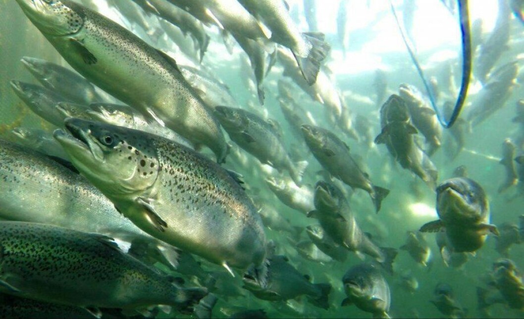 Imagen referencial de salmones. Foto: Archivo Salmonexpert. Imagen referencial de salmones. Foto: Archivo Salmonexpert.