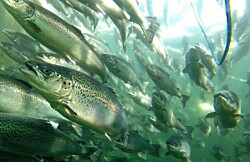 Abril: Cosecha acumulada de salmónidos aumenta en 10,2%