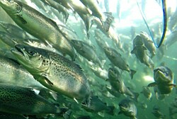 Abril: Cosecha acumulada de salmónidos aumenta en 10,2%
