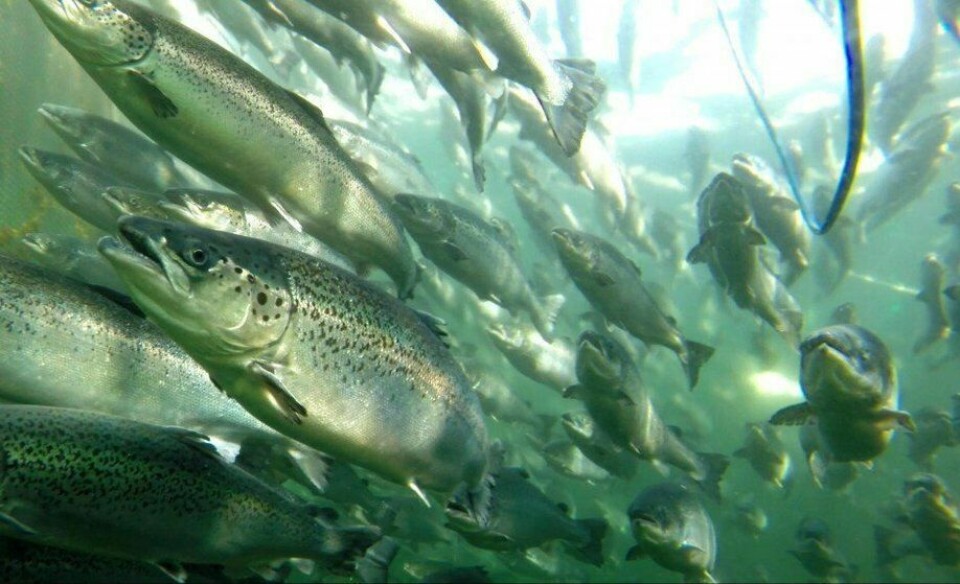 El salmón Atlántico representó el 49% de la salmonicultura en Chile. Imagen: Archivo Salmonexpert.