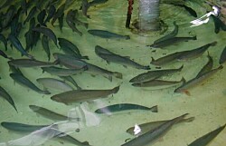 Río Bueno: SEA no admite a tramitación piscicultura de US$ 7 millones