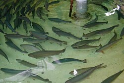 Proyectan nueva piscicultura en Entre Lagos