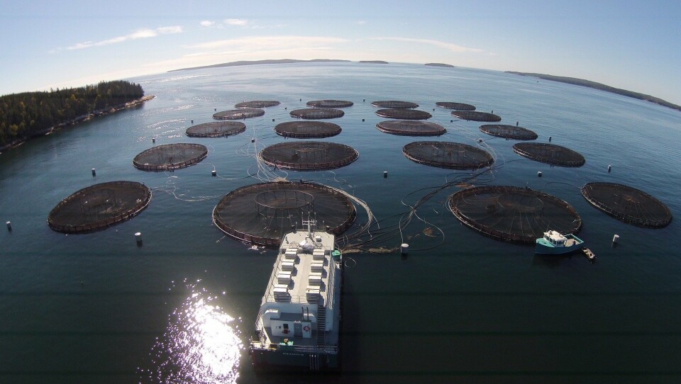 El sitio Black Island South, en Maine, donde 87.607 peces murieron en un evento de mortalidad masiva en agosto. Foto: Cooke Aquaculture.