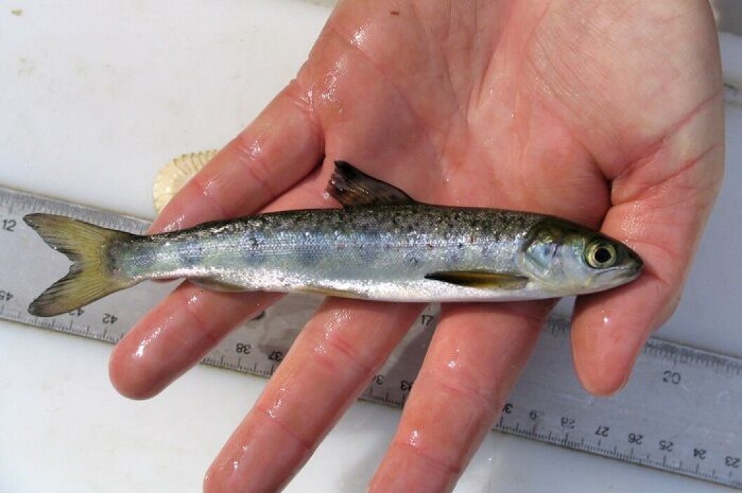 Smolt de salmón Atlántico. Foto: Archivo Salmonexpert. Smolt de salmón Atlántico. Foto: Archivo Salmonexpert.