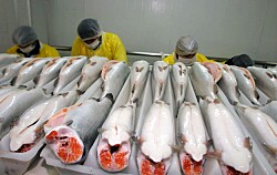 Fuertes bajas en exportación de salmónidos