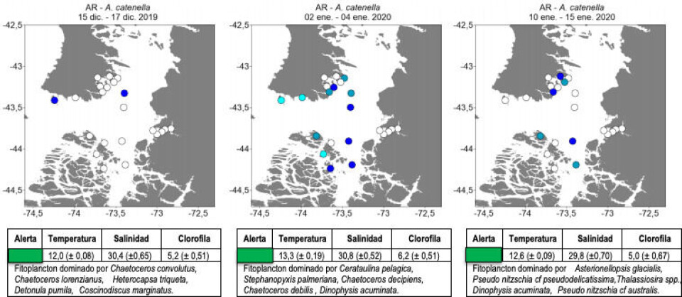Los valores de abundancia relativa de A. catenella van entre nivel 0 (ausente) y nivel 2 (escaso) en las tres zonas de monitoreo. Imagen: IFOP.