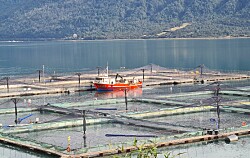 Acusan desinterés de inversionistas en acuicultura por el bienestar de trabajadores