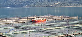 Acusan desinterés de inversionistas en acuicultura por el bienestar de trabajadores