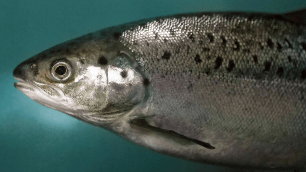 El salmón AquAdvantage de AquaBounty crece más rápidamente en las primeras etapas que el salmón Atlántico convencional. Foto: Archivo Salmonexpert.