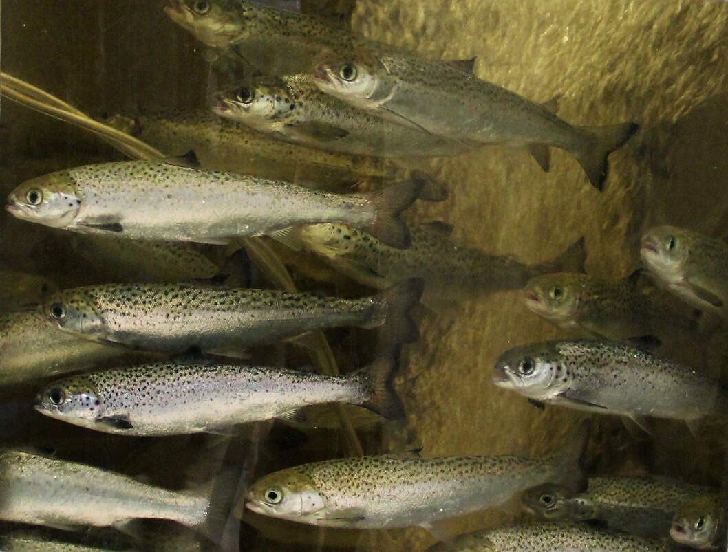 Imagen referencial de smolts. Foto: Archivo Salmonexpert. Imagen referencial de smolts. Foto: Archivo Salmonexpert.