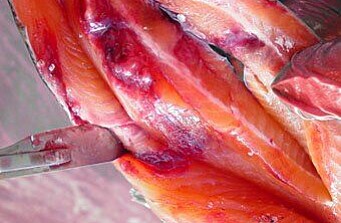 ADL publica estudio sobre susceptibilidad de P. salmonis contra antibióticos