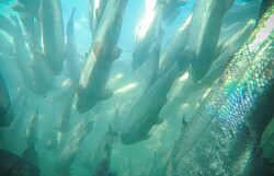 Chile: Escapes de peces en los últimos tres años superan a Noruega y Escocia