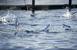 Advierten caída más severa en precios del salmón noruego