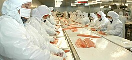 Advierten aumento de casos de melanosis en la salmonicultura chilena